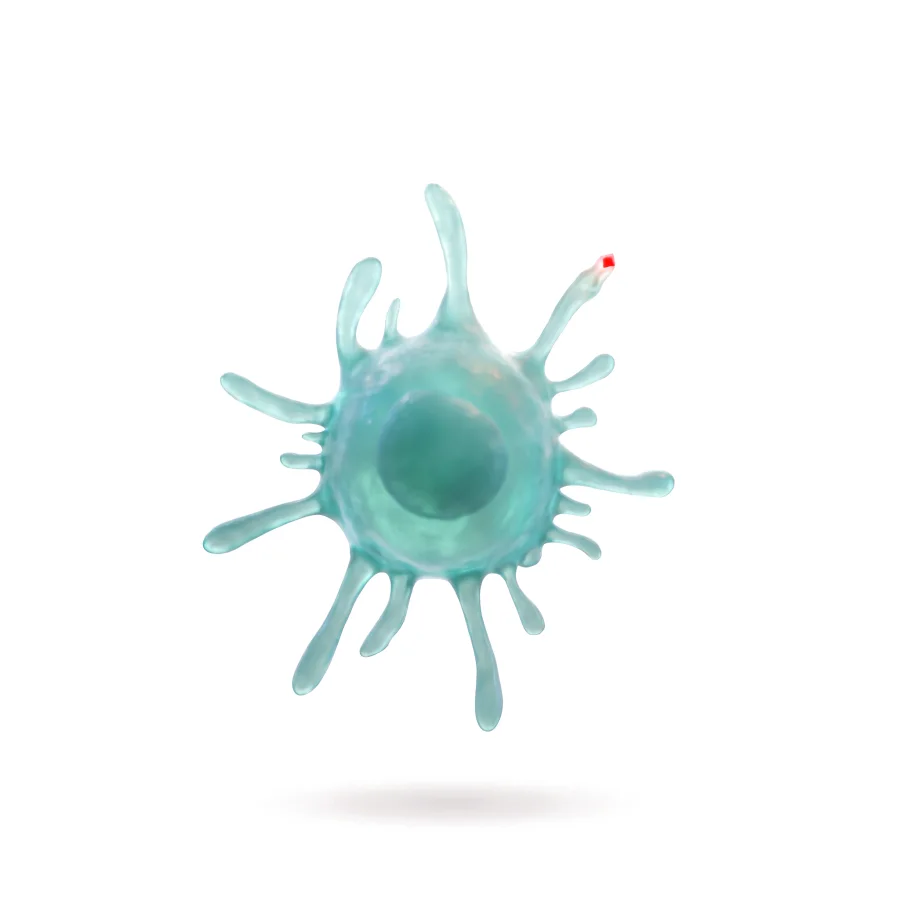 Antigen-presenting cell, rendered in 3D