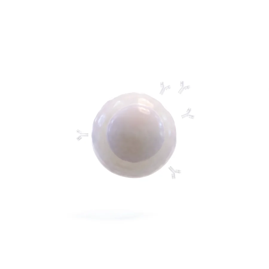 B cell, rendered in 3D