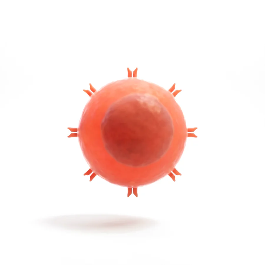 CD8+ T cell, rendered in 3D