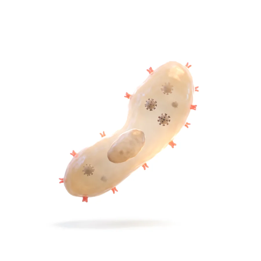 Infected cell, rendered in 3D