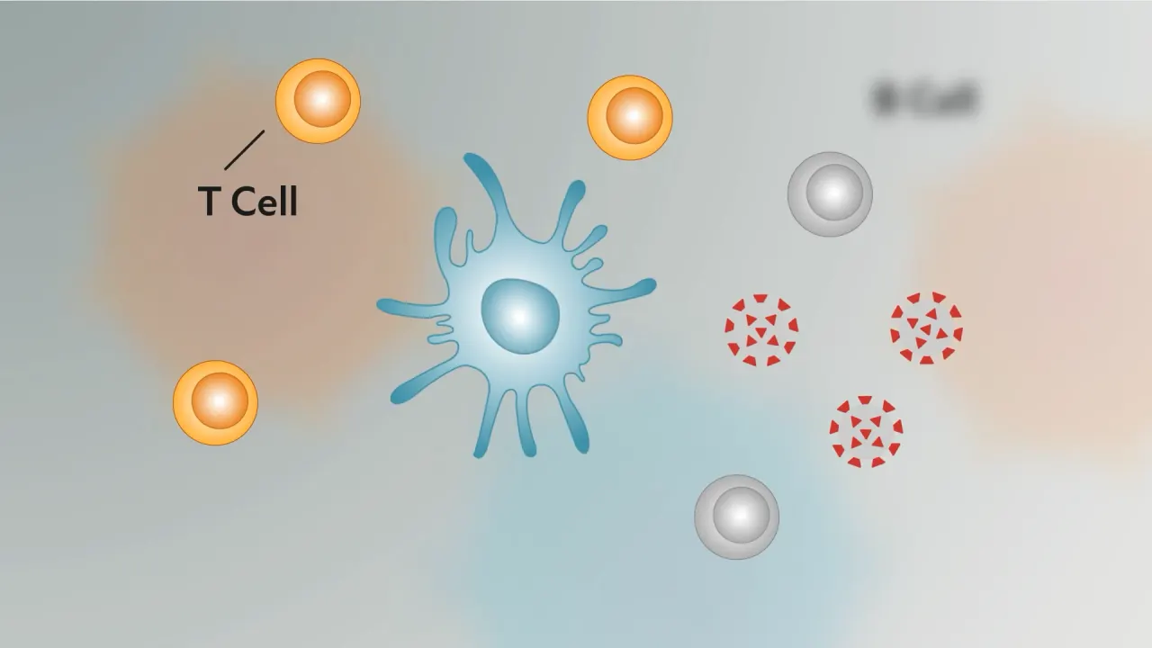 The cellular encounter: an antigen-presenting cell, T cells and B cells around an infected cell