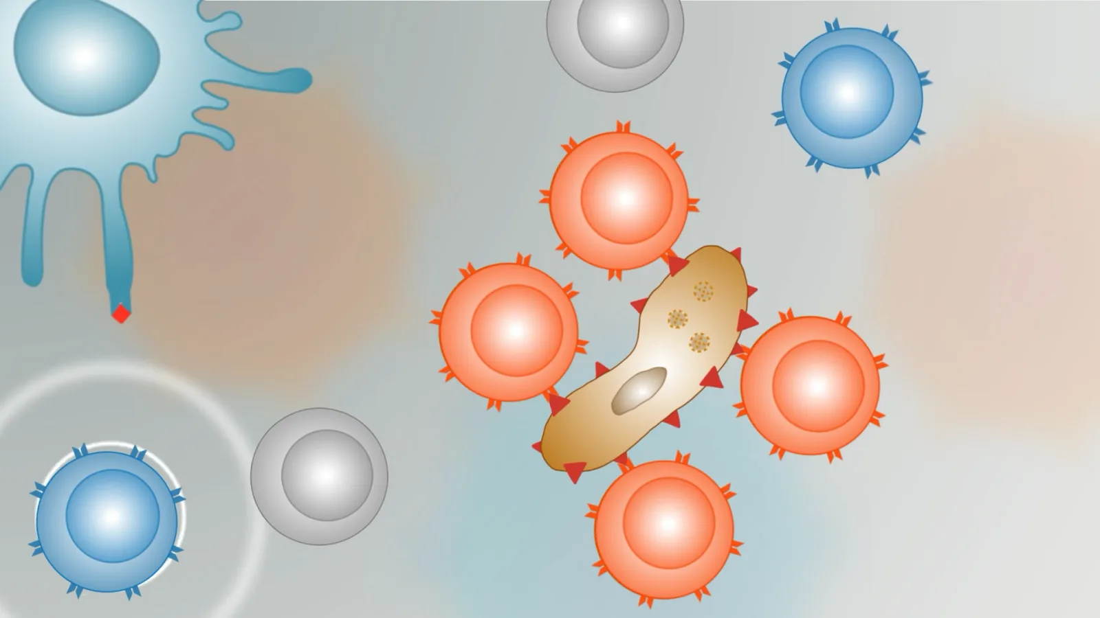 The response: T cells surround an infected cell while B cells release antibodies.