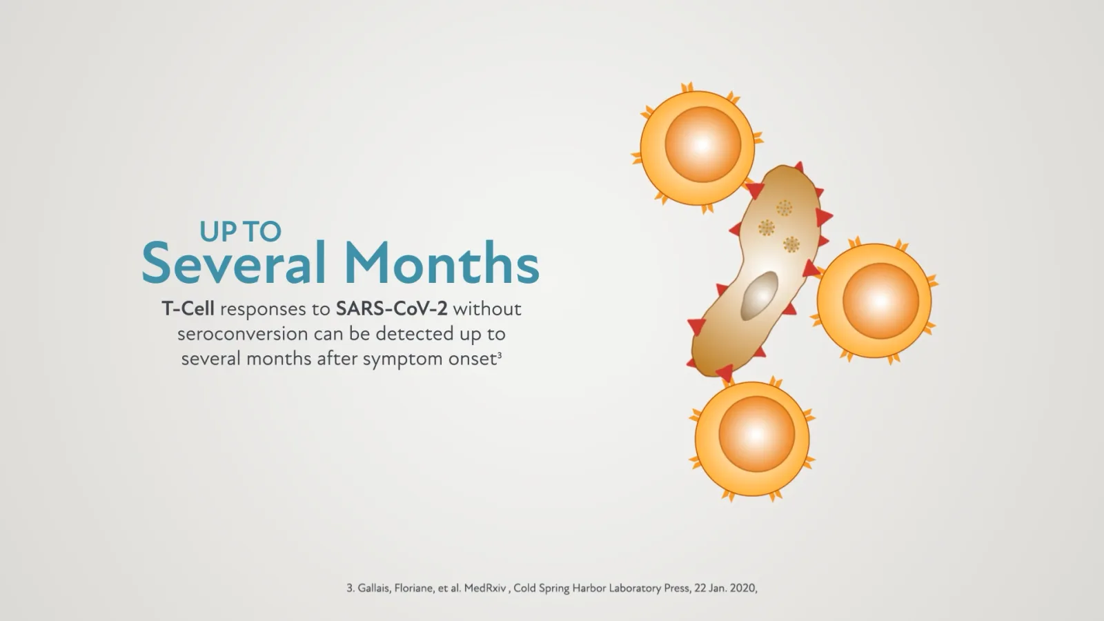 Why T cells: Responses detectable for up to several months, as cited on screen.