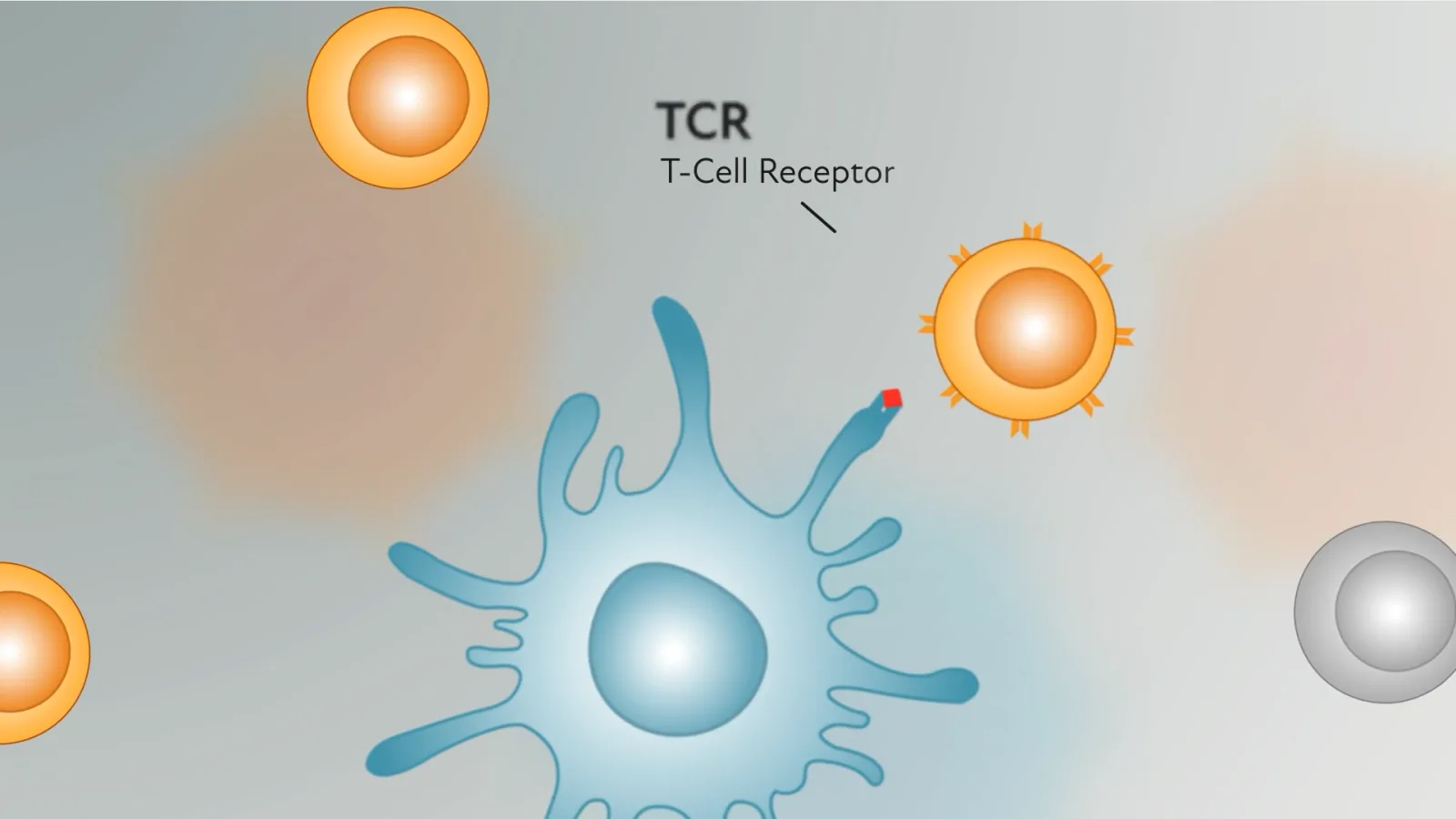 The handshake: An antigen-presenting cell meets a T-cell receptor.